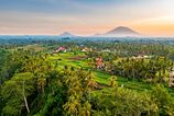 Najdrahsia kava sveta a posvatne opice na Bali