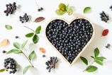 Kralovna antioxidantov ktera oslovila aj vedcov preco je slovenska aronia cislo 1 pre vasu imunitu