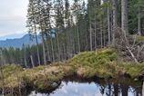 Ochrnari objavili nove pliesko v Nizkych Tatrach na mieste kde sa buduje zjazdovka