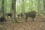 vlky zautocili na mlada zubra v polsku vedci natocili dramaticky lov na video