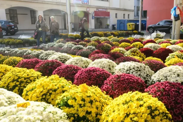 Chryzantémový čaj: podporuje imunitu a spomaľuje starnutie