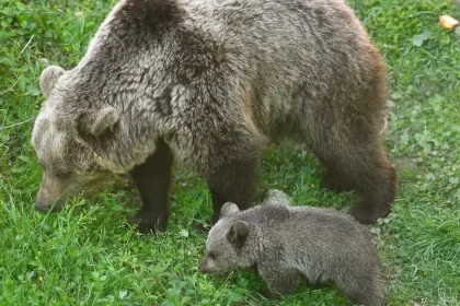 Pri Liptovskom Mikuláši zaznamenali pohyb medveďa, zásahový tím monitoruje lokalitu